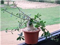 Fockea  edulis 